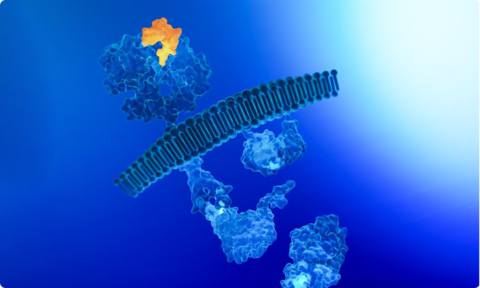 Ipsen’s science in MAPK